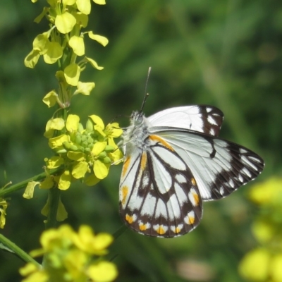 Belenois java (Caper White) at Narrabundah, ACT - 16 Oct 2020 by RobParnell