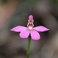 Caladenia carnea (Pink Fingers) at Budawang, NSW - 14 Oct 2020 by LisaH