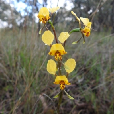 Diuris nigromontana (Black Mountain Leopard Orchid) at Point 20 - 17 Oct 2020 by Liam.m