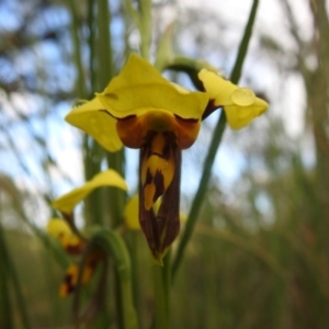 Diuris sulphurea at Watson, ACT - 18 Oct 2020