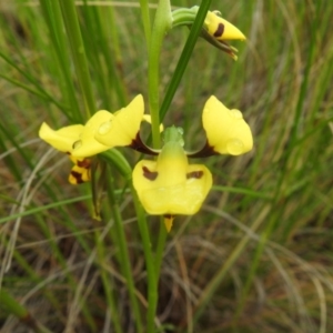 Diuris sulphurea at Watson, ACT - 18 Oct 2020