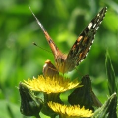 Vanessa kershawi (Australian Painted Lady) at Narrabundah, ACT - 17 Oct 2020 by RobParnell
