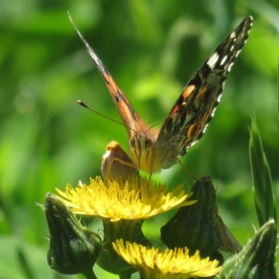 Vanessa kershawi (Australian Painted Lady) at Narrabundah, ACT - 17 Oct 2020 by RobParnell