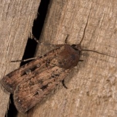 Agrotis infusa (Bogong Moth, Common Cutworm) at Melba, ACT - 12 Oct 2020 by kasiaaus