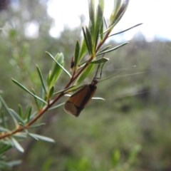 Philobota undescribed species near arabella (A concealer moth) at Watson, ACT - 17 Oct 2020 by Liam.m