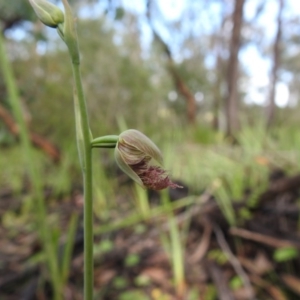 Calochilus platychilus at Watson, ACT - 18 Oct 2020