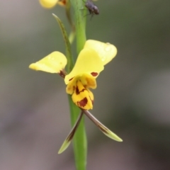 Diuris sulphurea (Tiger Orchid) at Mongarlowe, NSW - 13 Oct 2020 by LisaH