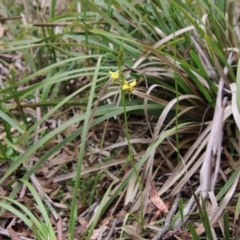 Diuris sulphurea at Mongarlowe, NSW - suppressed