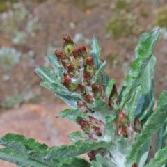 Gamochaeta purpurea (Purple Cudweed) at O'Connor, ACT - 16 Oct 2020 by ConBoekel