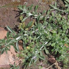 Gamochaeta calviceps at Dryandra St Woodland - 17 Oct 2020