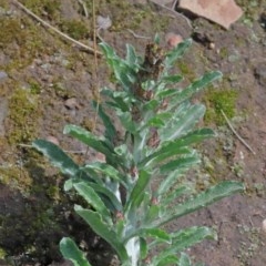 Gamochaeta calviceps at Dryandra St Woodland - 17 Oct 2020