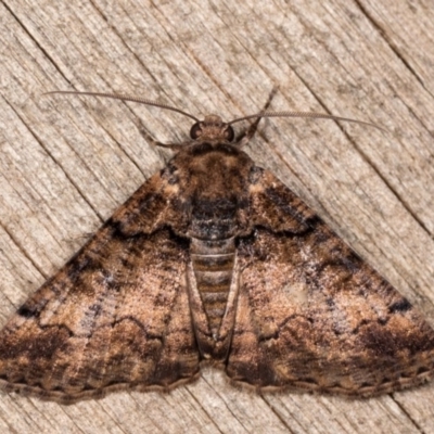 Cryphaea xylina (Woodland Geometrid) at Melba, ACT - 12 Oct 2020 by kasiaaus