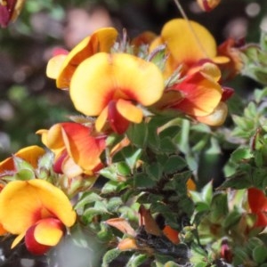 Pultenaea procumbens at O'Connor, ACT - 17 Oct 2020 11:04 AM