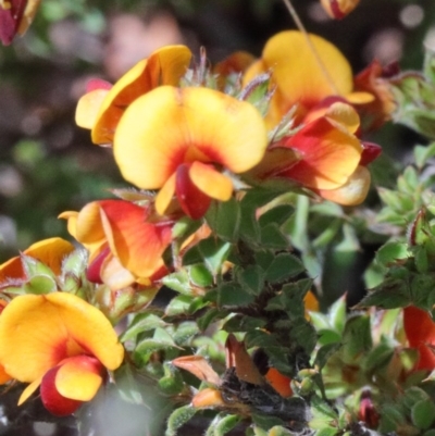 Pultenaea procumbens (Bush Pea) at O'Connor, ACT - 17 Oct 2020 by ConBoekel