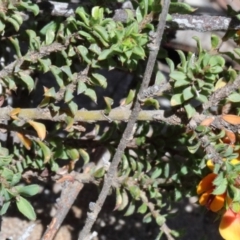 Pultenaea procumbens at O'Connor, ACT - 17 Oct 2020 11:04 AM