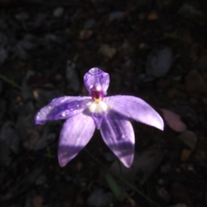 Glossodia major at Watson, ACT - 18 Oct 2020