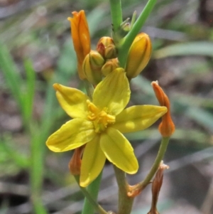 Bulbine bulbosa at O'Connor, ACT - 17 Oct 2020 10:27 AM