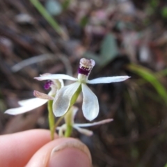 Caladenia cucullata (Lemon Caps) at Point 20 - 18 Oct 2020 by Liam.m