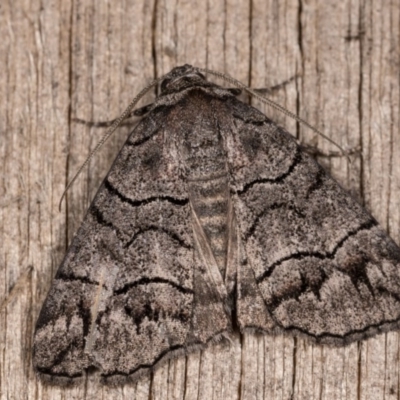 Dysbatus singularis (Dry-country Line-moth) at Melba, ACT - 12 Oct 2020 by kasiaaus