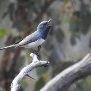 Myiagra rubecula at Watson, ACT - 18 Oct 2020