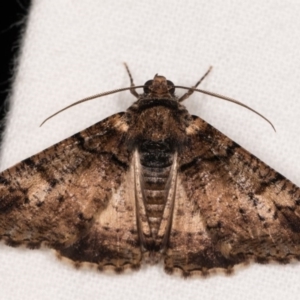 Cryphaea xylina at Melba, ACT - 12 Oct 2020