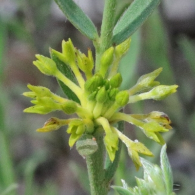 Pimelea curviflora (Curved Rice-flower) at O'Connor, ACT - 17 Oct 2020 by ConBoekel