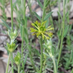 Pimelea curviflora at O'Connor, ACT - 17 Oct 2020