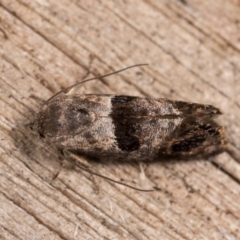 Eupselia beatella at Melba, ACT - 12 Oct 2020