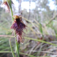 Calochilus platychilus (Purple Beard Orchid) at Downer, ACT - 18 Oct 2020 by Liam.m