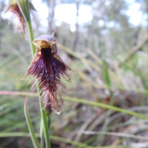 Calochilus platychilus at Downer, ACT - suppressed