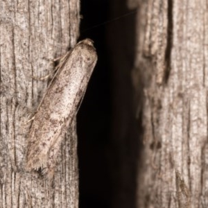 Blastobasis (genus) at Melba, ACT - 12 Oct 2020