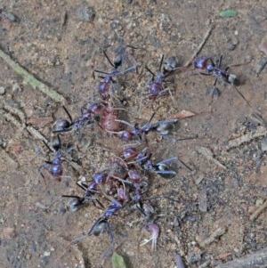 Iridomyrmex purpureus at O'Connor, ACT - 17 Oct 2020 11:41 AM