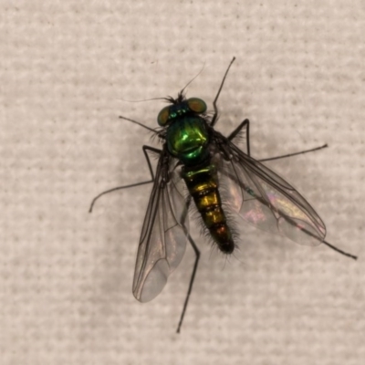 Austrosciapus sp. (genus) (Long-legged fly) at Melba, ACT - 12 Oct 2020 by kasiaaus