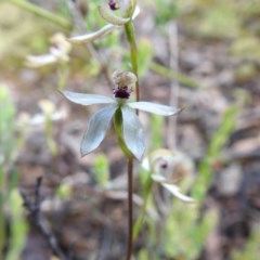 Caladenia cucullata (Lemon Caps) at Downer, ACT - 18 Oct 2020 by Liam.m