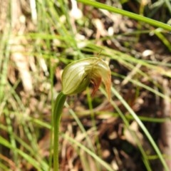 Pterostylis nutans (Nodding Greenhood) at Watson, ACT - 18 Oct 2020 by Liam.m