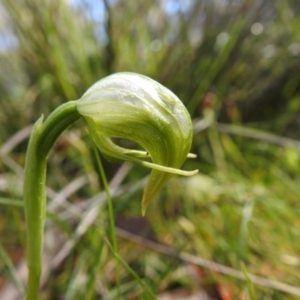 Pterostylis nutans at Watson, ACT - 18 Oct 2020