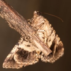 Cryphaea xylina (Woodland Geometrid) at Melba, ACT - 12 Oct 2020 by kasiaaus