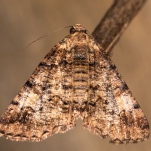 Cryphaea xylina at Melba, ACT - 12 Oct 2020