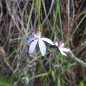 Caladenia moschata at Watson, ACT - 18 Oct 2020