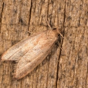 Oecophoridae provisional group 5 at Melba, ACT - 12 Oct 2020 08:41 PM