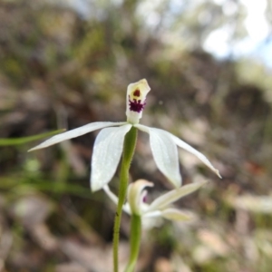 Caladenia cucullata at Downer, ACT - suppressed