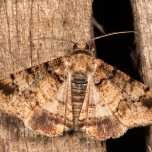 Cryphaea xylina at Melba, ACT - 12 Oct 2020