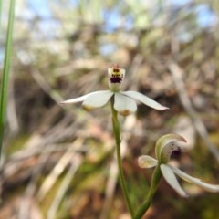 Caladenia cucullata (Lemon Caps) at Downer, ACT - 18 Oct 2020 by Liam.m