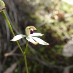 Caladenia cucullata at Downer, ACT - 18 Oct 2020