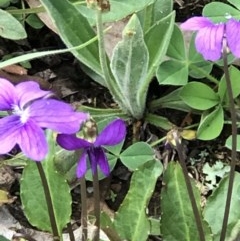 Viola betonicifolia (Mountain Violet) at Burra, NSW - 18 Oct 2020 by SusanStone