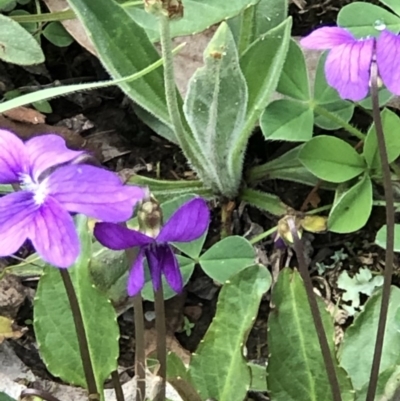 Viola betonicifolia (Mountain Violet) at Burra, NSW - 17 Oct 2020 by SusanStone