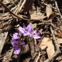 Thysanotus patersonii (Twining Fringe Lily) at Watson, ACT - 18 Oct 2020 by Liam.m
