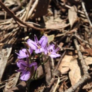 Thysanotus patersonii at Watson, ACT - 18 Oct 2020