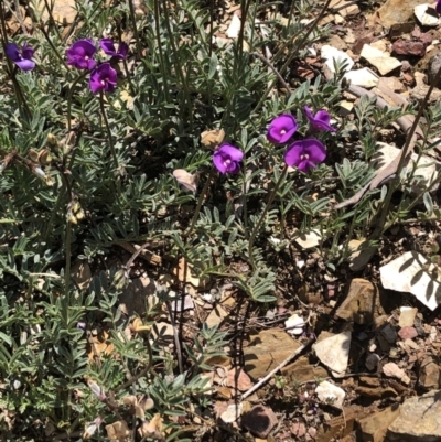 Swainsona sericea (Silky Swainson-Pea) at Burra, NSW - 17 Oct 2020 by SusanStone