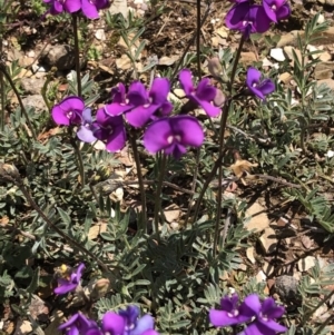 Swainsona sericea at Burra, NSW - 18 Oct 2020